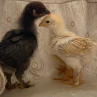 تعدادی جوجه مرغ و خروس  مولد 30 روزه