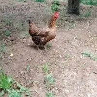 3 عدد مرغ محلی تخم گزار