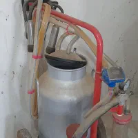 شیر دوش وباکس گوساله فروشی