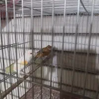 با سلام فروش 4عدد قناری