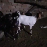 بز  نژدی