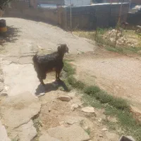 بزجوان