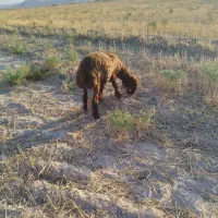 بره چاق کشتاری