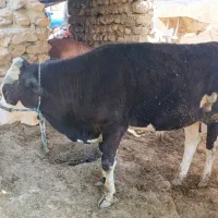 گوساله نر 5ماهه