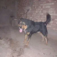 نر نگهبان