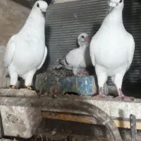 فروشی‌کفتر‌ناب‌خاطرجم