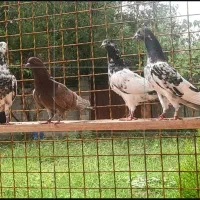 کبوتر