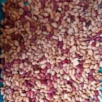 فروش لوبیا چیتی ازبکه درج۲