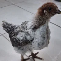 جوجه مرغ یا خروس