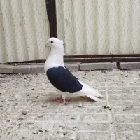 کبوتر دوکت