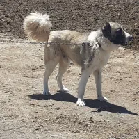 اردبیل بالاتر از گلمغان پشت معاینه فنی