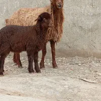 میش بره بزو بزغاله