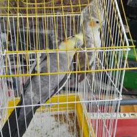 عروس هلندی