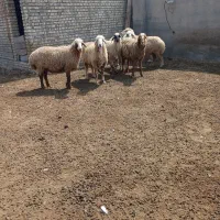 کوت عبدالله