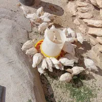 جوجه بوقلمون یک ماه