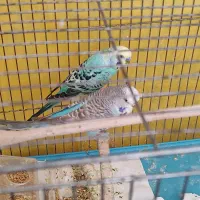 مرغ عشق انگلیسی گرید A