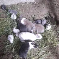 بچه خرگوش