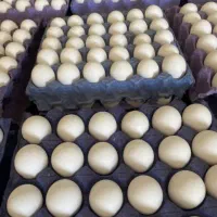 پخش عمده تخم مرغ