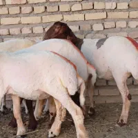 شش راس کاور بره خوشکل