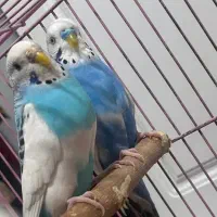یک جفت مرغ عشق