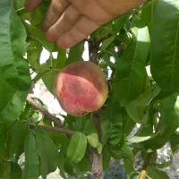 سیم کارت همراه اول طلایی09106868268