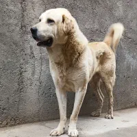 سگ عراقی مفت میدم