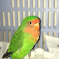 طوطی کوتوله برزیلی