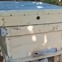 کندی عسل با زنبور