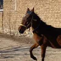 اسب|اسب و تجهیزات اسب‌سواری|شاهین‌شهر, شهرک ردانی پور|دیوار