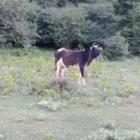 گاو با گوساله
