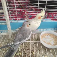 دوتا جوجه عروس هلندی