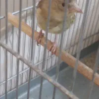 جوجه سهره قناری
