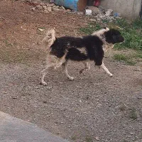 واگذاری سگ گله