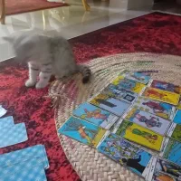 فال تاروت