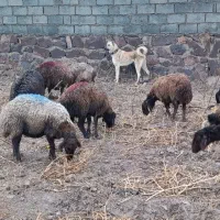 واگذاری توله سگ سرابی