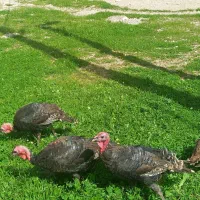 بوقلمو|حیوانات مزرعه|اندیمشک, |دیوار