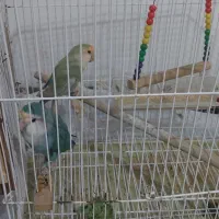 طوطی بزریلی نرو ماده