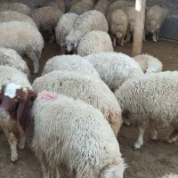 بره نر درجه ۱