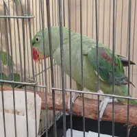 شاه طوطی دستی