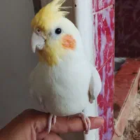 یک جفت عروس هلندی