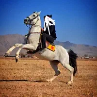 اسب عرب اصیل