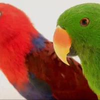 طوطی