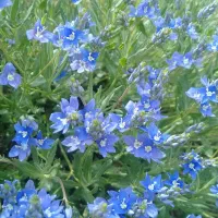 علوفه خرمن کوب شده