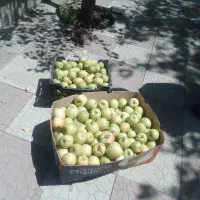 گلابی و سیب مستقیم از باغ