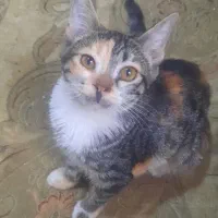 گربهdhs ماده4ماه