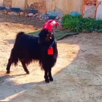 بز داشتی