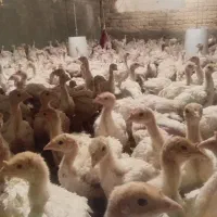جوجه بوقلمون بیوتی و خوراک مخصوص