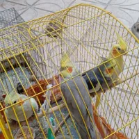 طوطی عروس هلندی