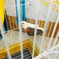 فنچ