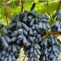 نهال موندراپ